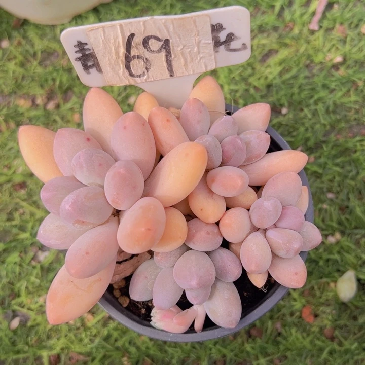 健健康康平平安安