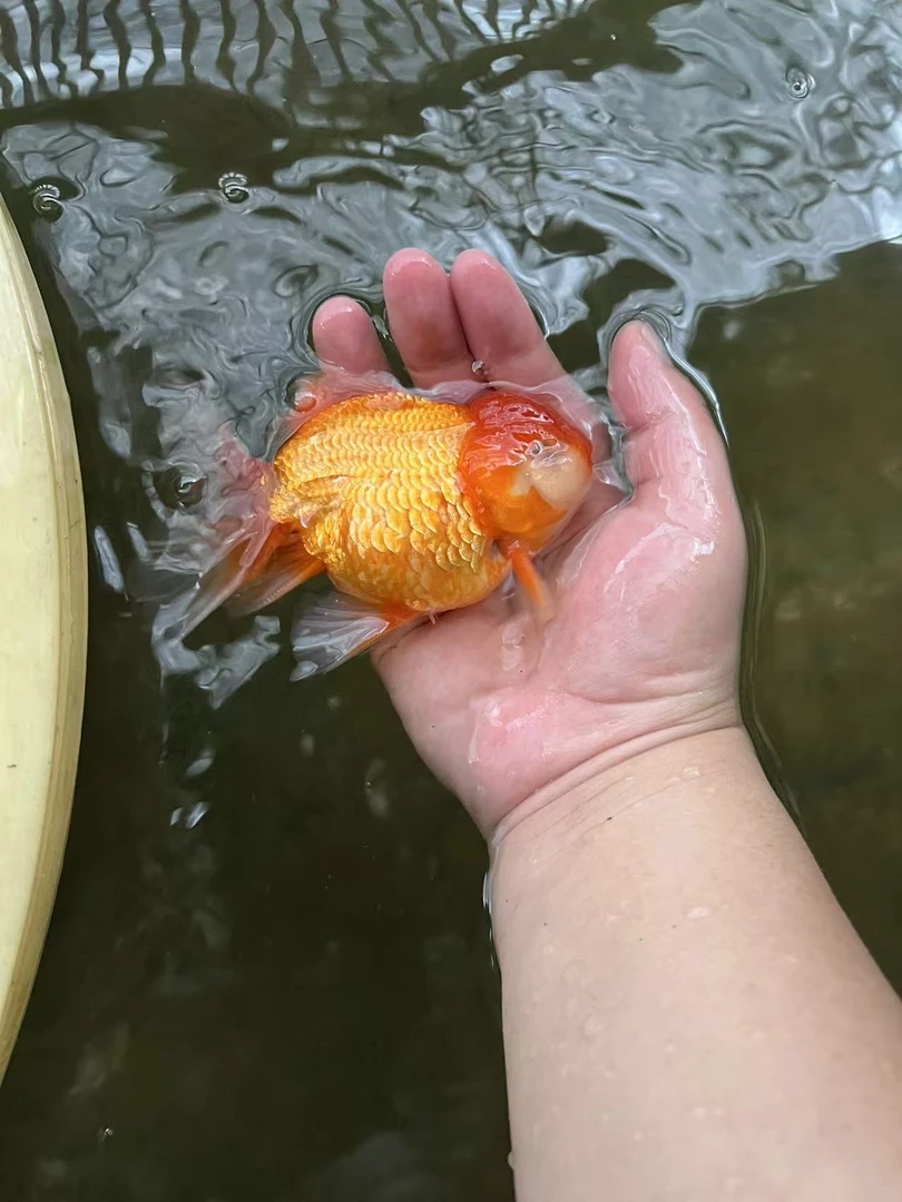 泰狮金鱼一条，颜色大小随机