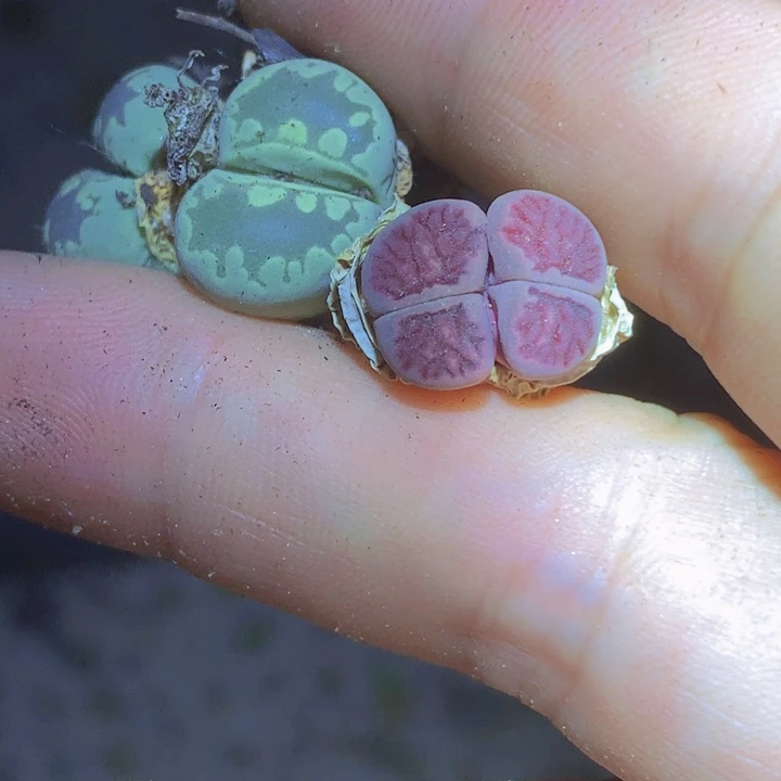 899999668888885688666