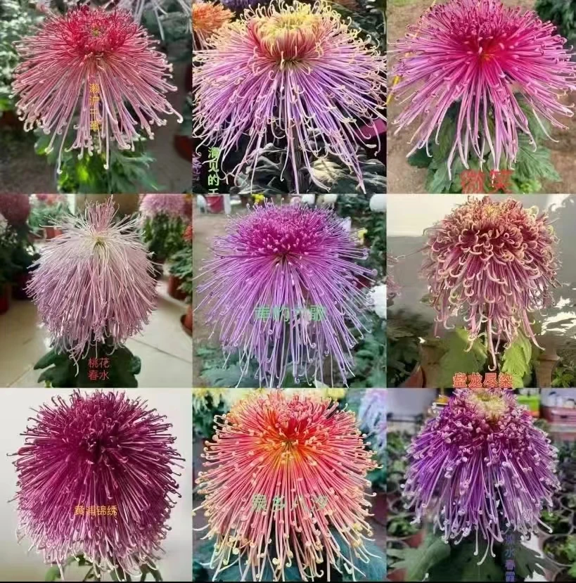 大菊花基地直发菊花小苗多年生盆栽地栽庭院耐寒耐热