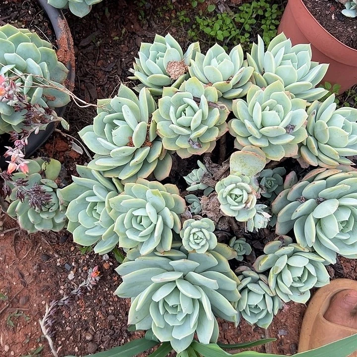 千**丝多肉植物实物259