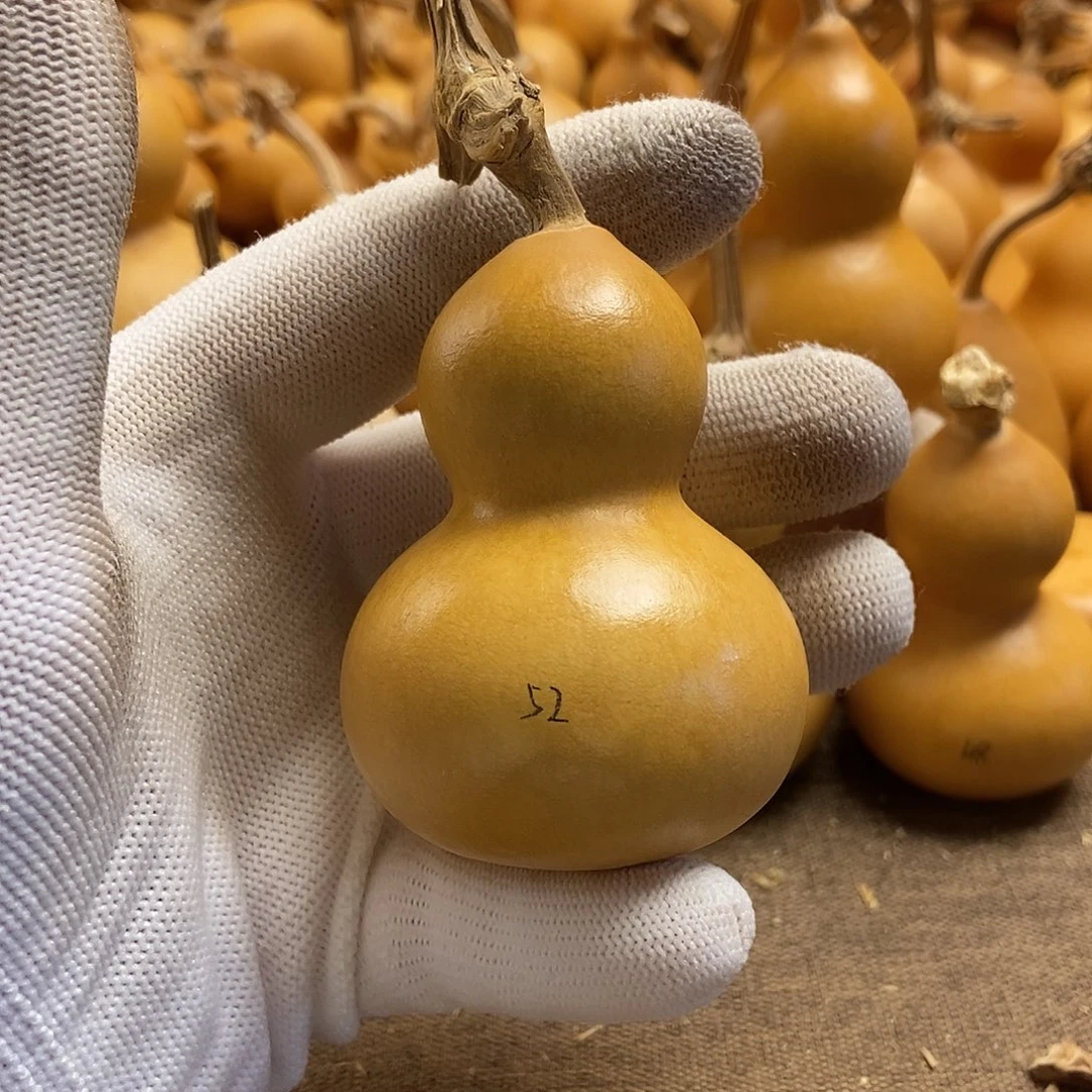 文玩葫芦 完美主义者 慎拍52