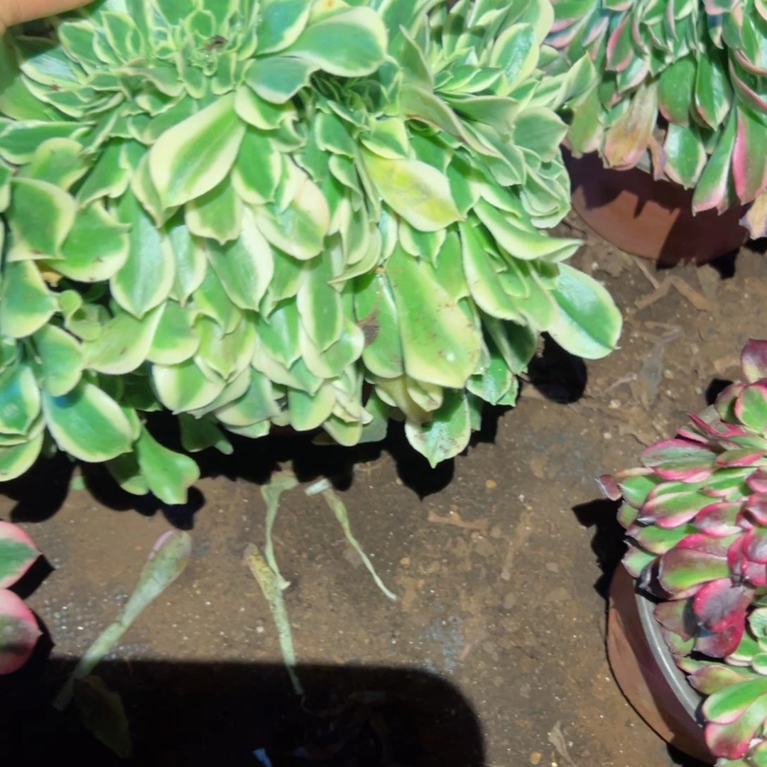 232 号多肉植物福利