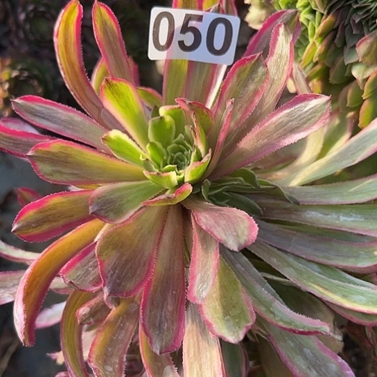 大***5多肉植物1个