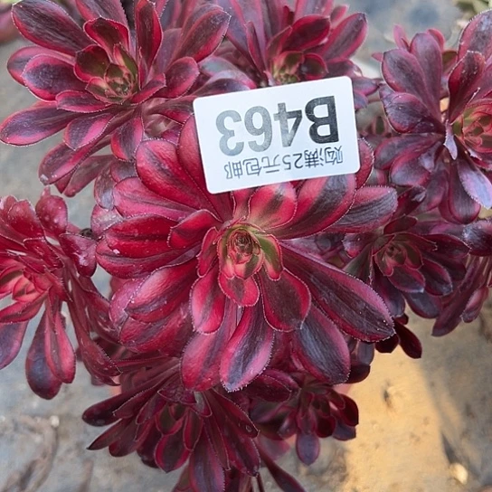 杨*娟多肉植物一个有砍