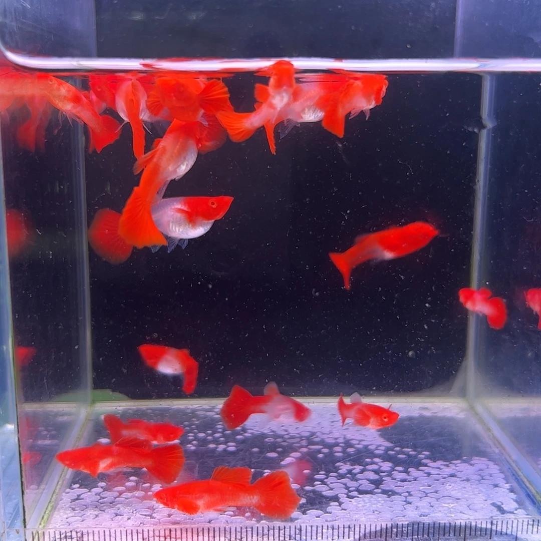 孔雀鱼分水5对所见即所得个别耳朵不实