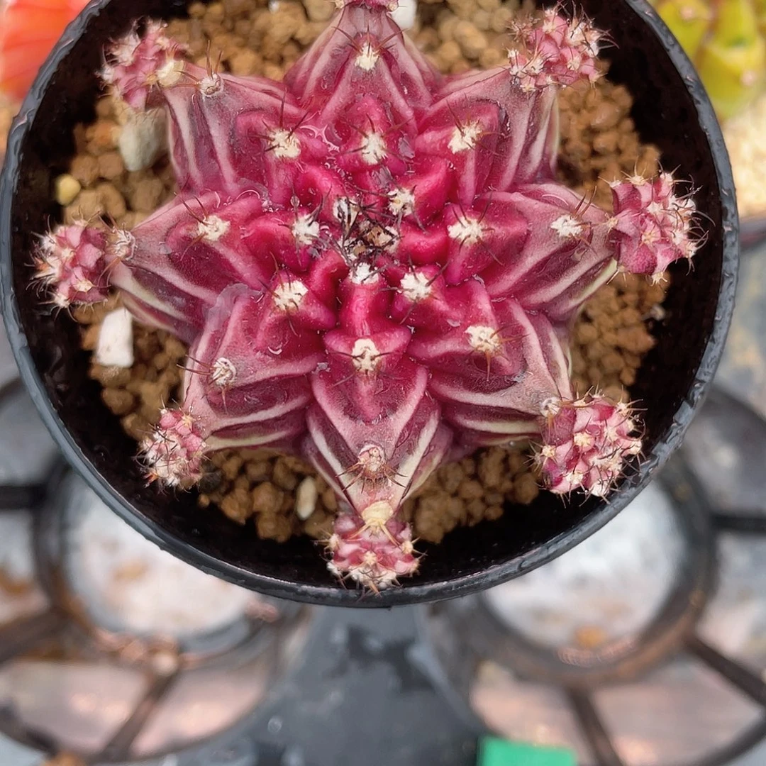 小***好1-76名品beloved 母本6厘米