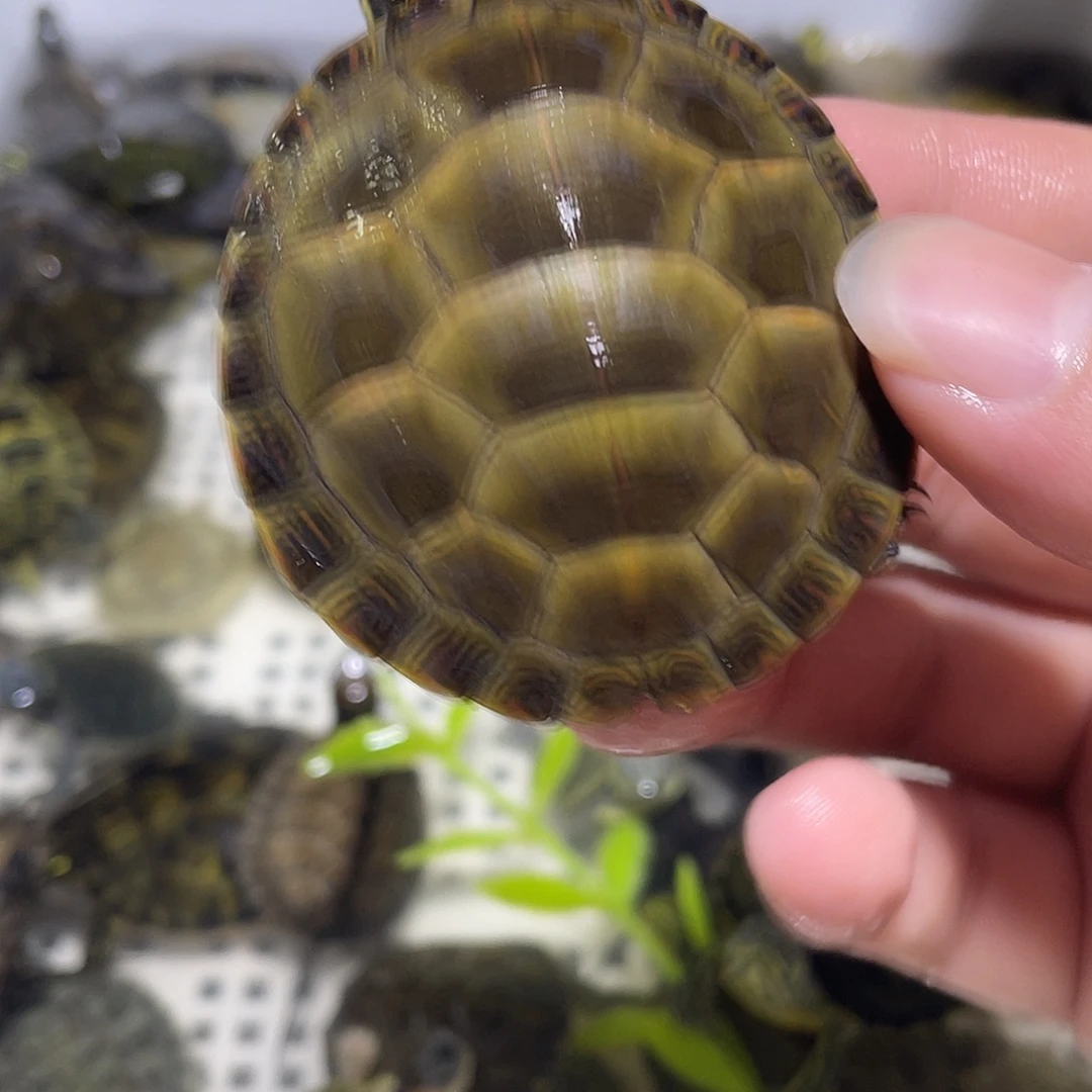 宠物龟不分公母锦