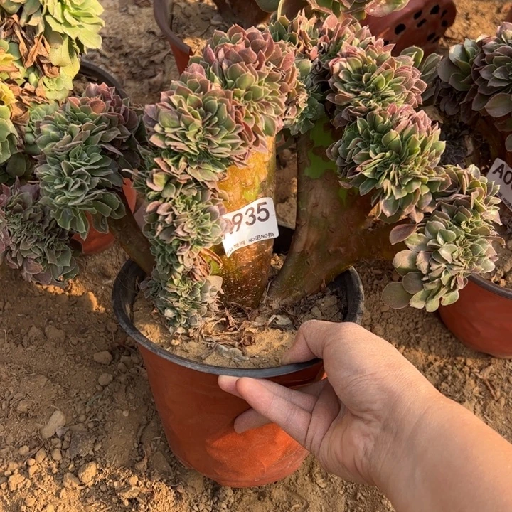 玫瑰缀多肉植物935.