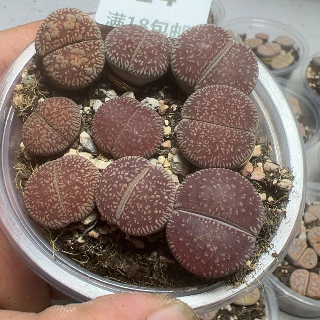 【闪购商品】 014。
