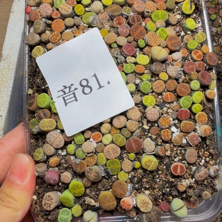 八***九多肉植物的生长发育81