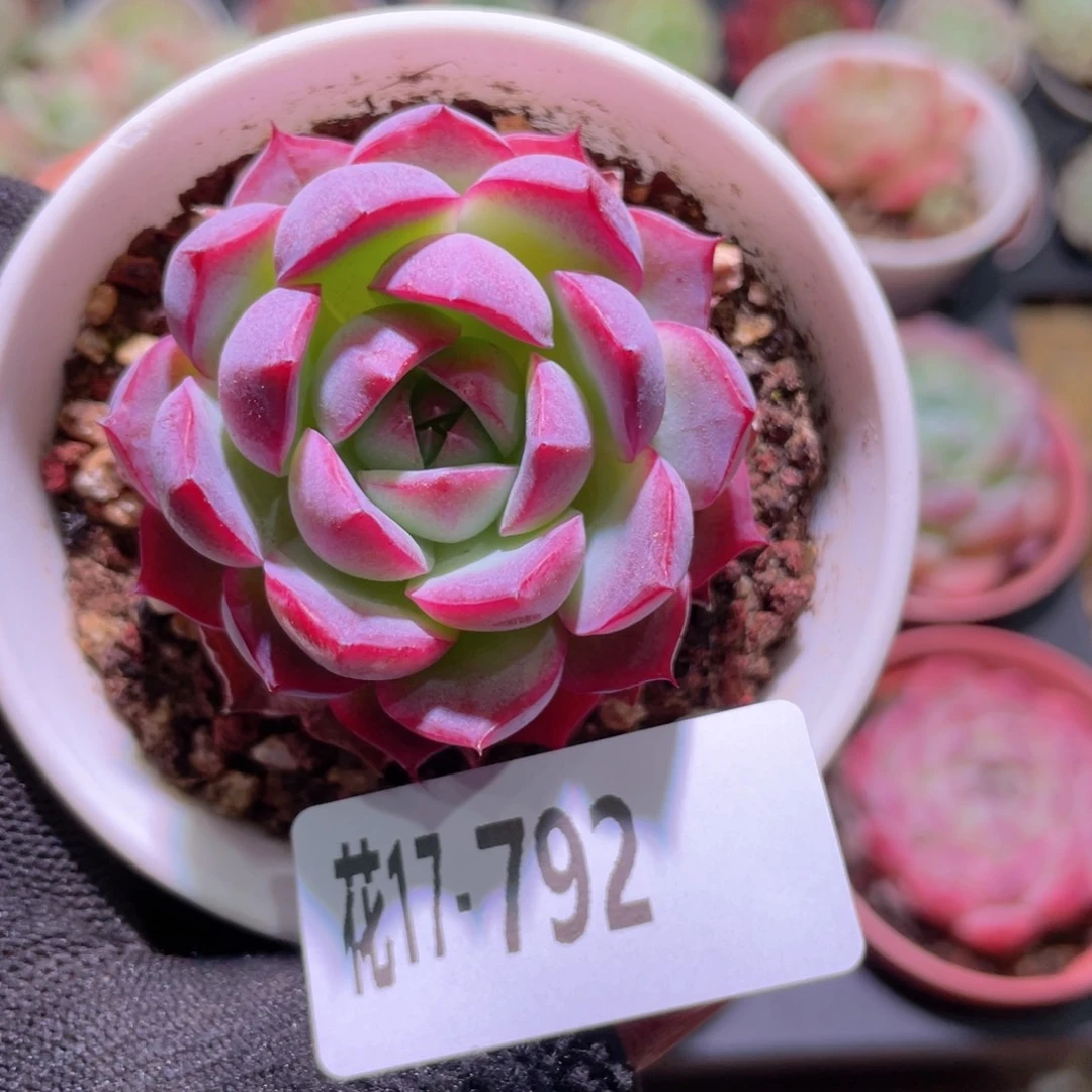 姬*牛花利美17-792女王