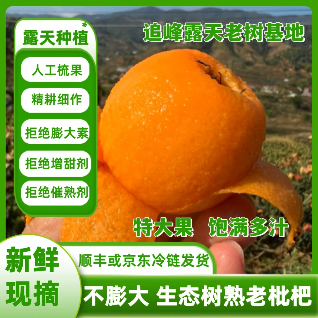 【精选-生态树熟老枇杷】现摘当季露天大五星枇杷高山水果四川枇杷