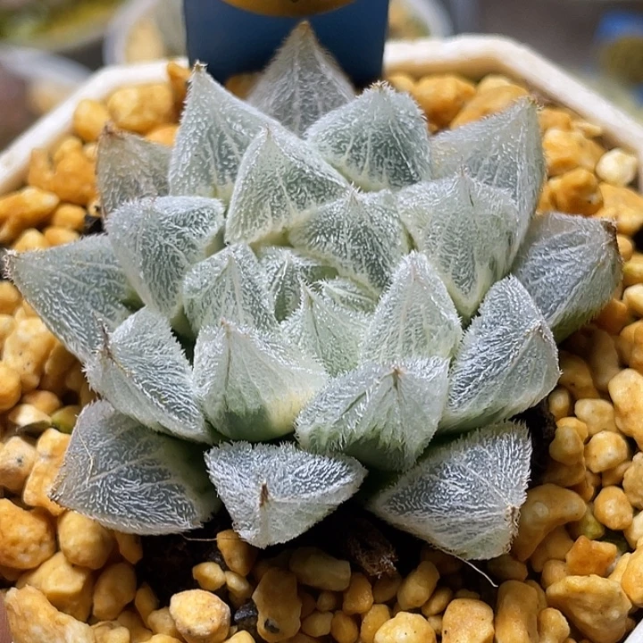576糊斑白狐狸亚成
