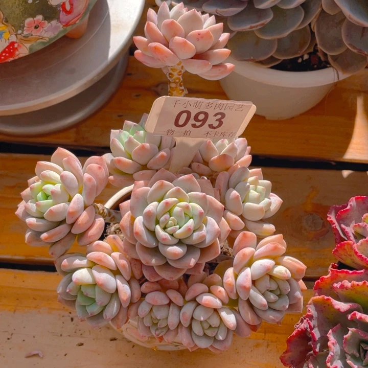 烧***花谢谢你的支持00000093