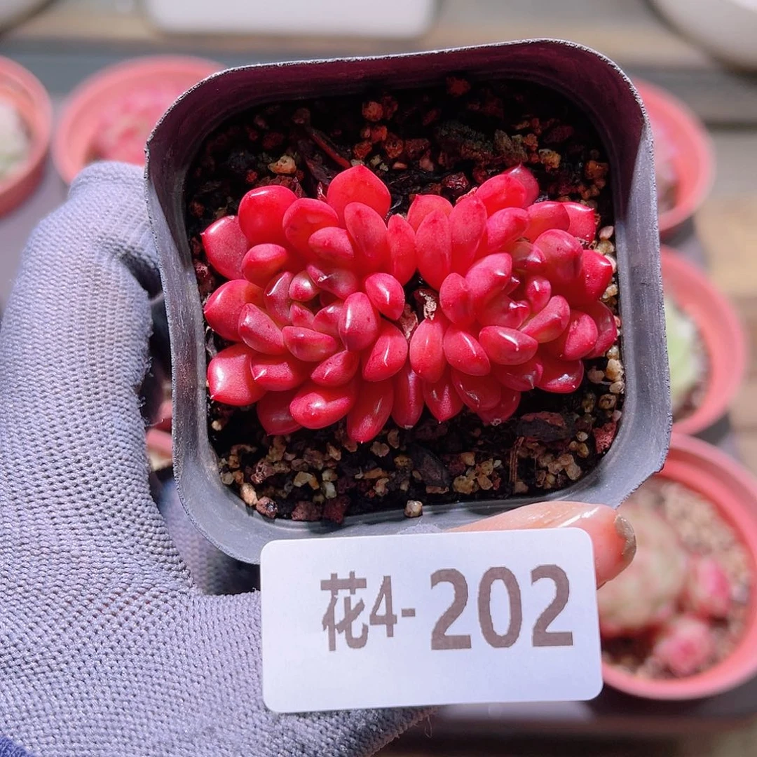 花04-202红宝石双头