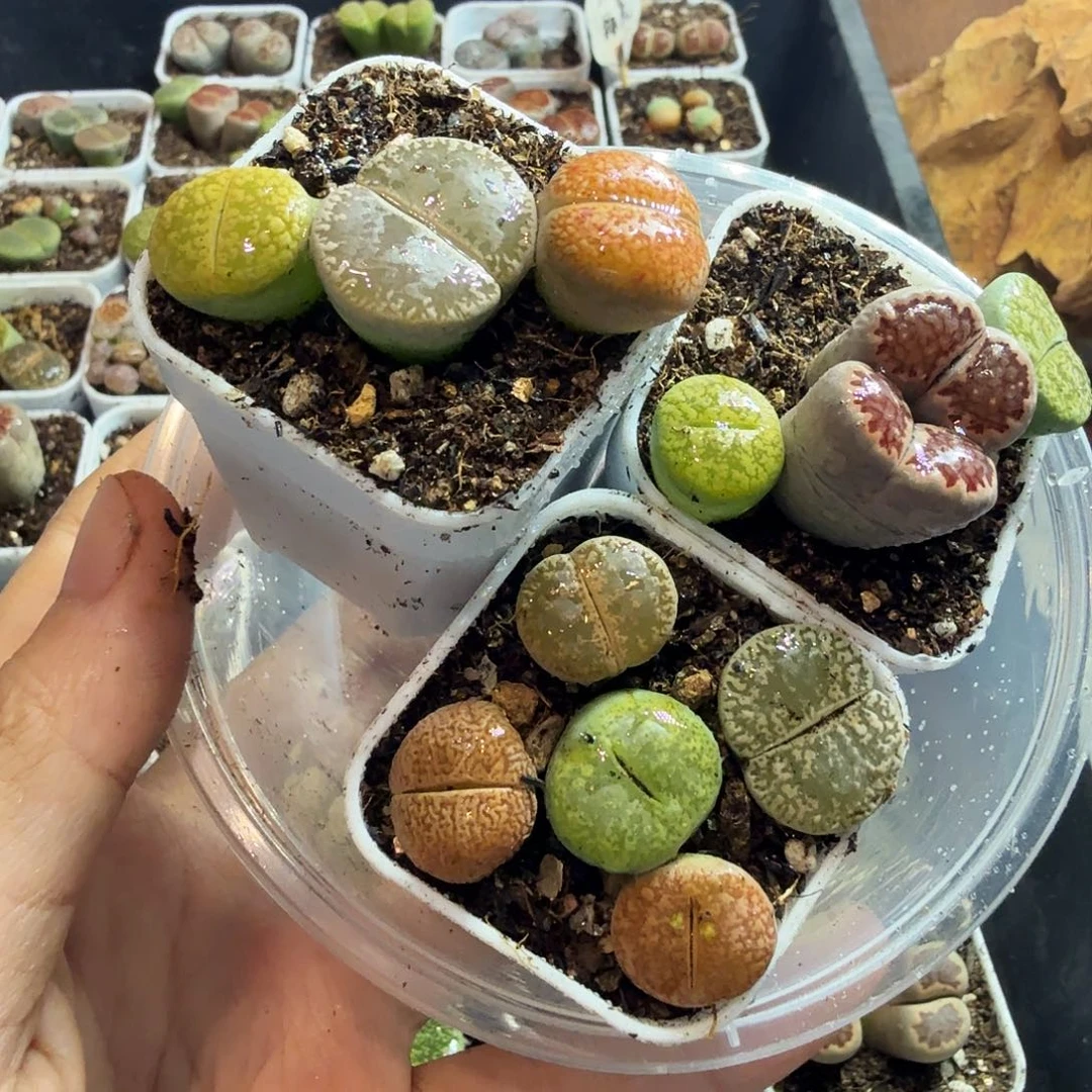 人***醉多肉葡萄的季节性与673