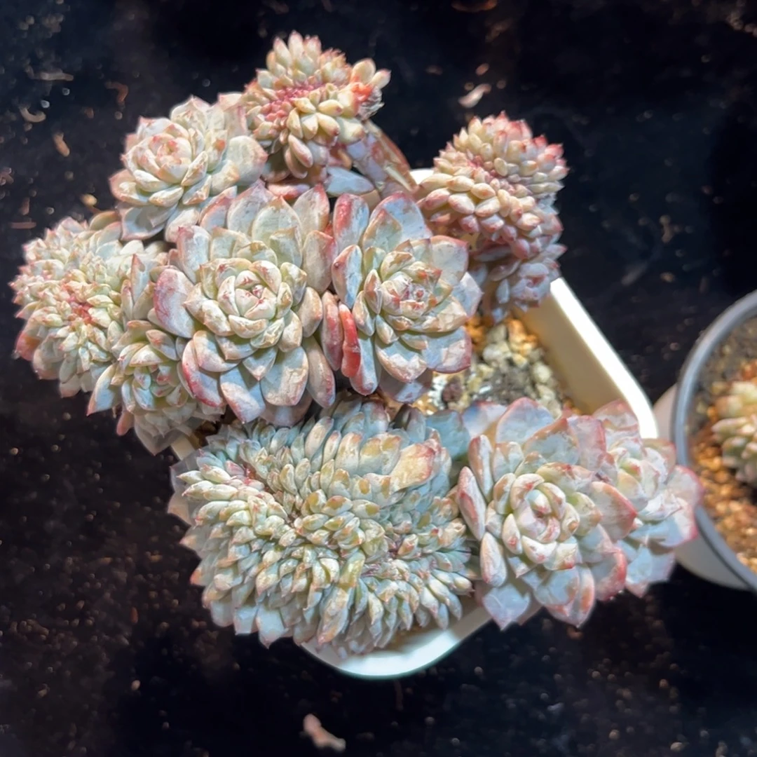 新年快乐新年快乐