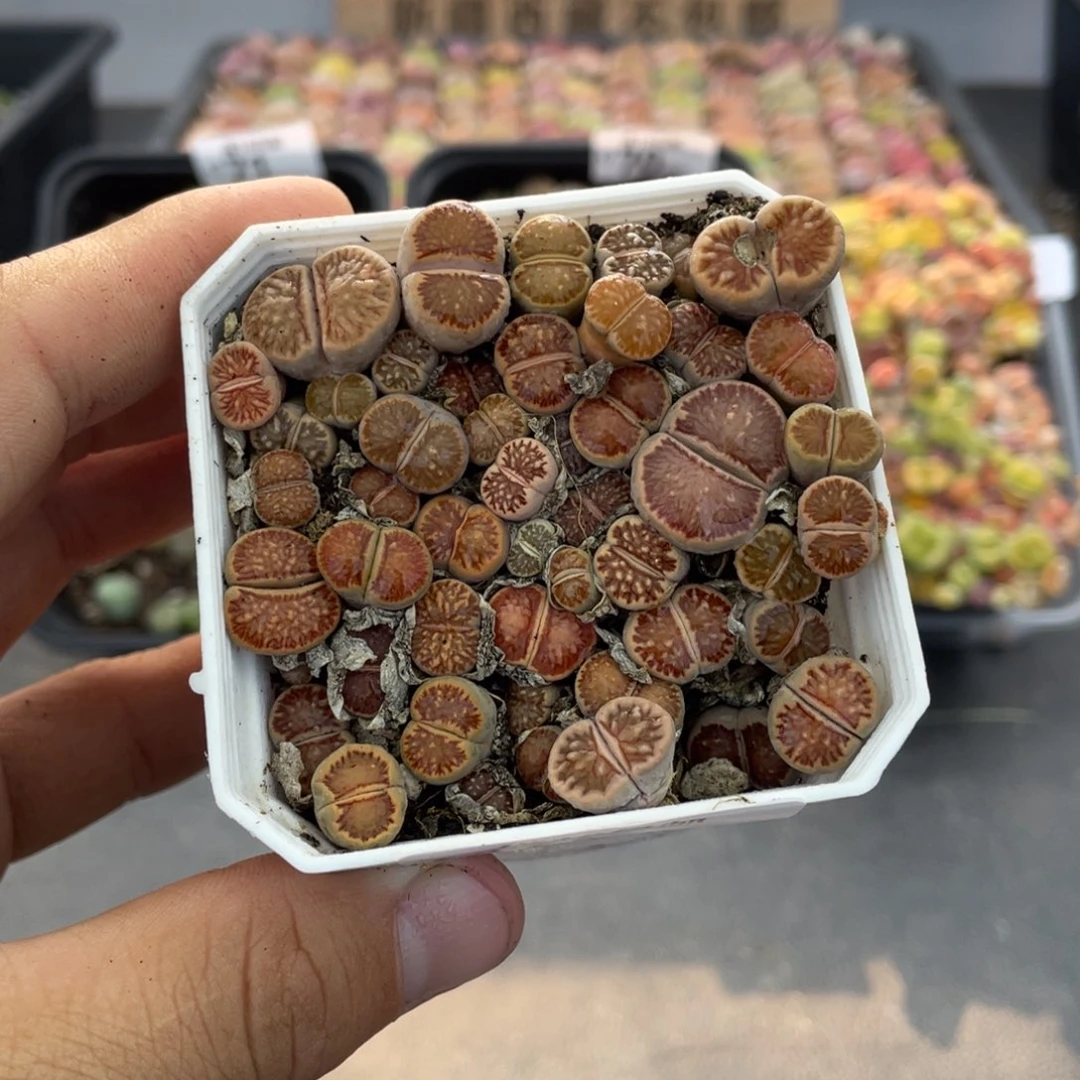 红陶00000000000075