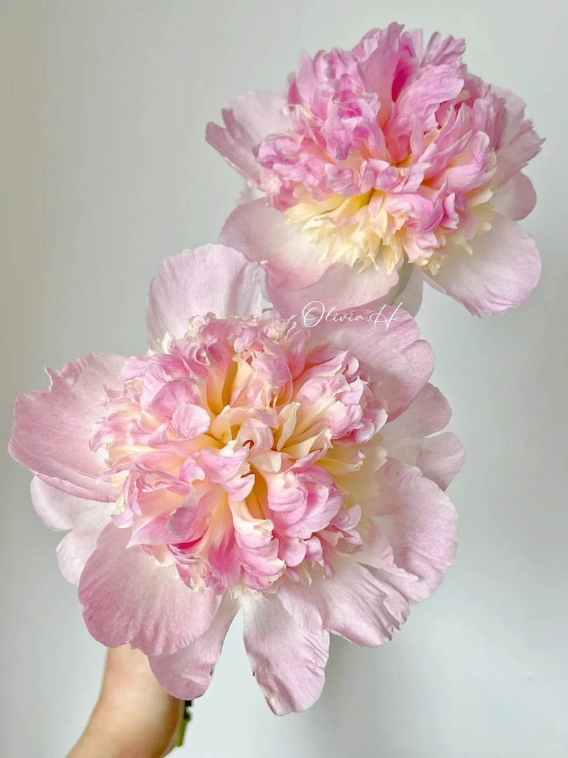 (曼曼）树莓圣代芍药 山东基地-顺丰快递