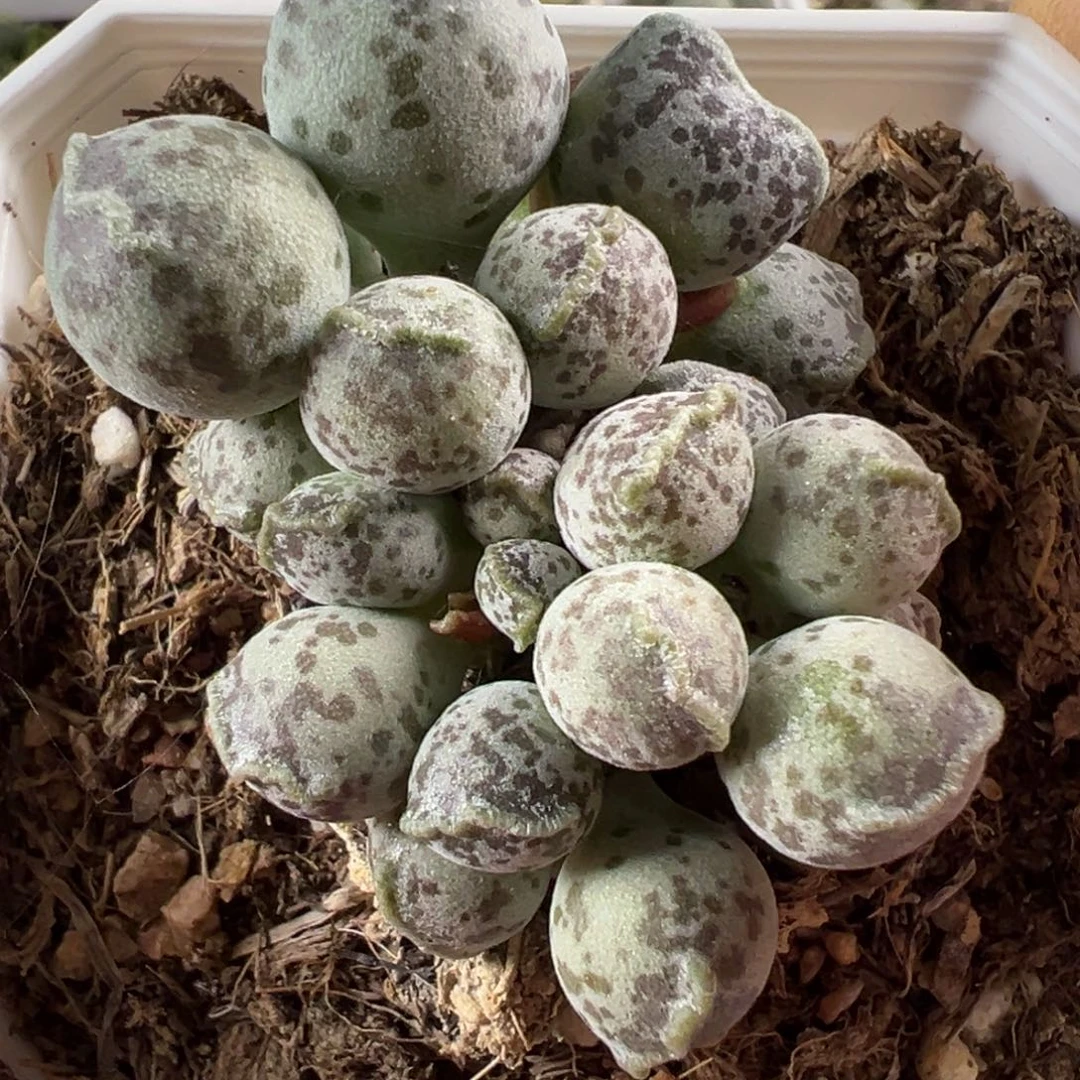 达摩海豹多肉植物水泡