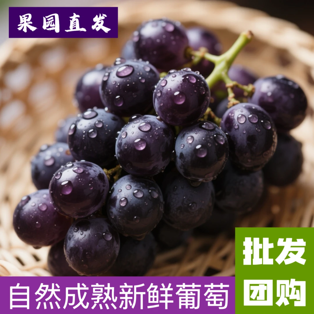 新鲜葡萄成都五凤溪发货果园现摘现发夏黑新鲜夏黑葡萄水果时令