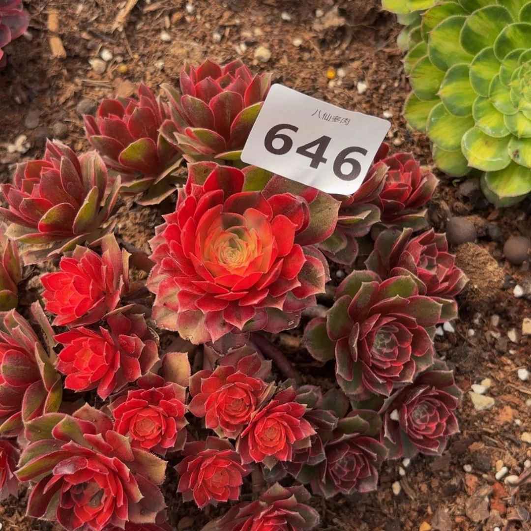 646多肉植物黑膜锦