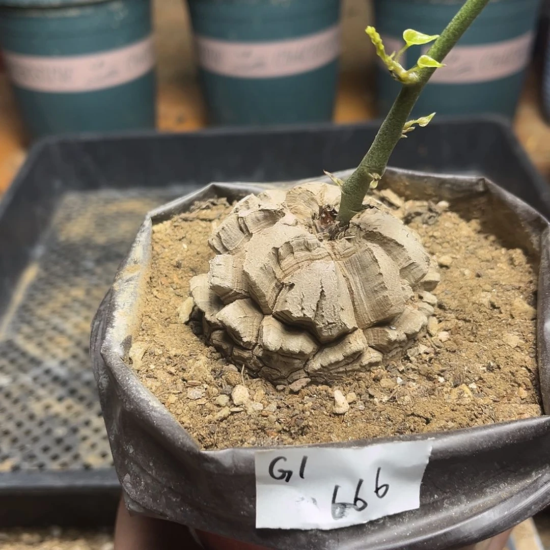 G1南非块根龟甲龙