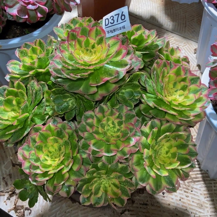 【闪购商品】紫***0376多肉