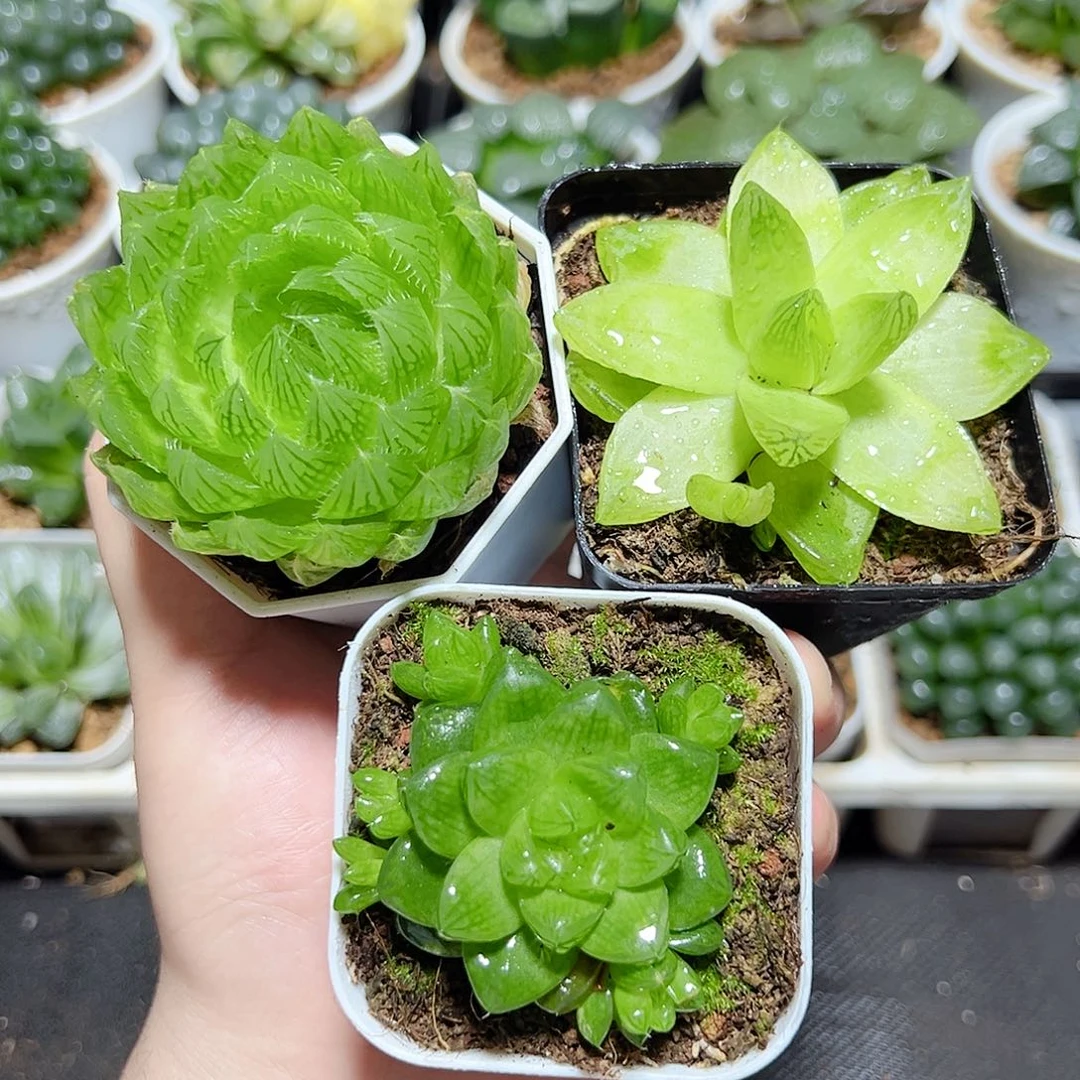 三颗新人福利玉露