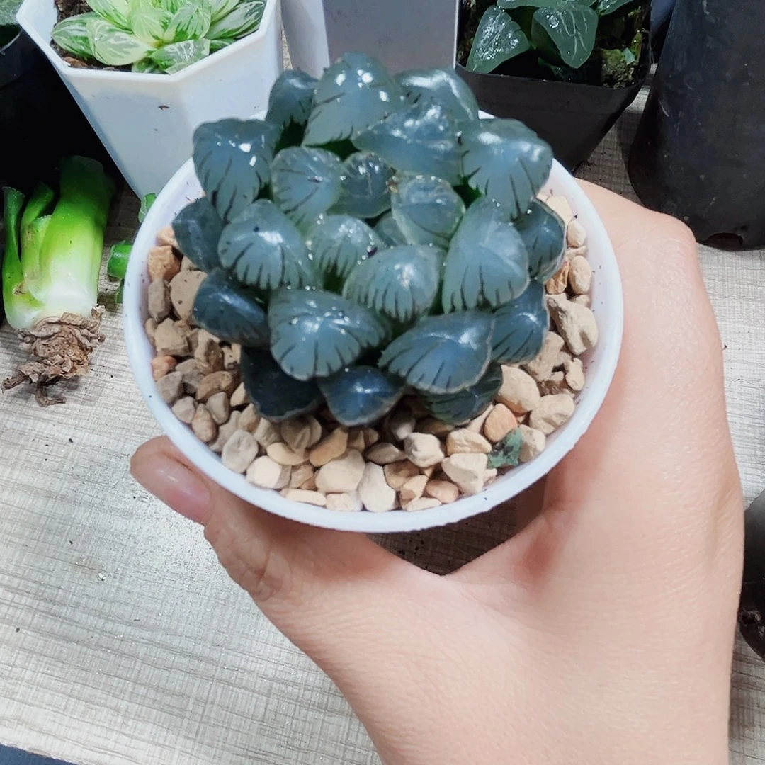 紫冰灯多肉植物66666
