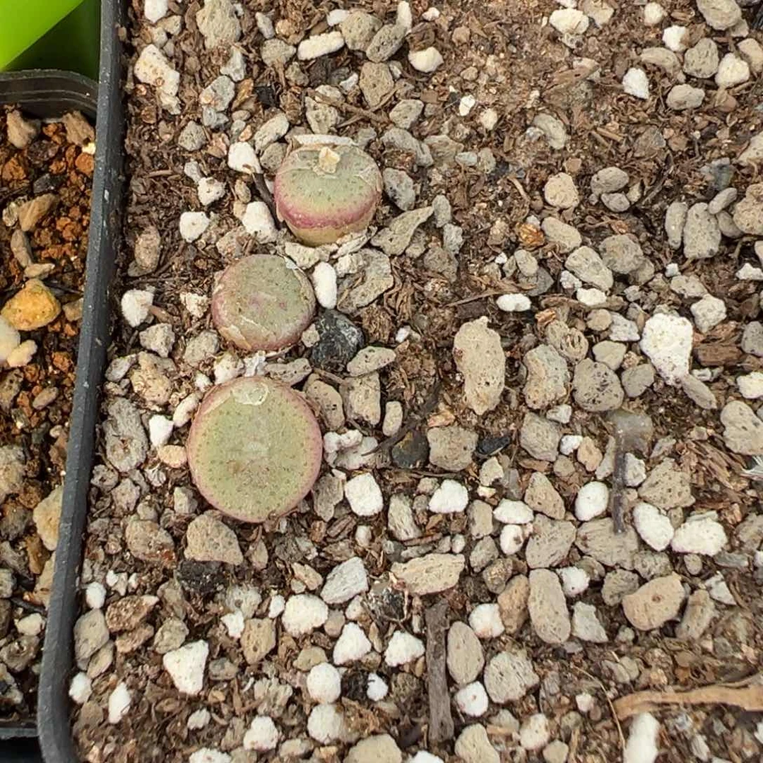 24-47毛纽扣多肉植物