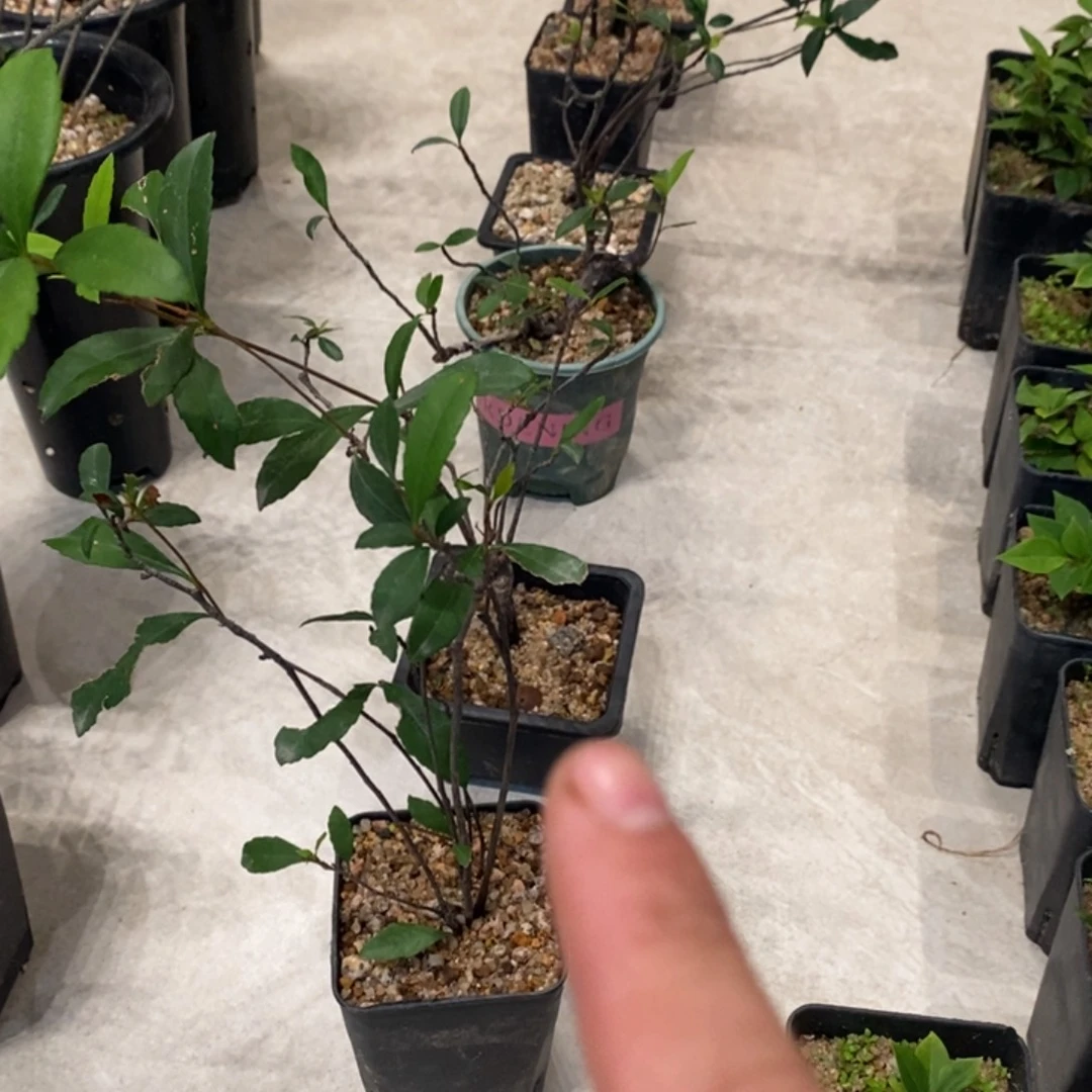 完全开放海岛春花