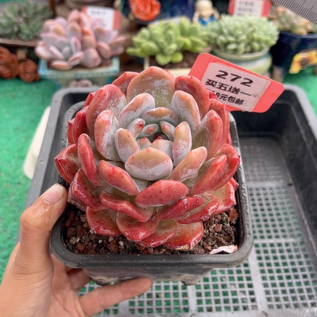 表妹精品多肉植物272: