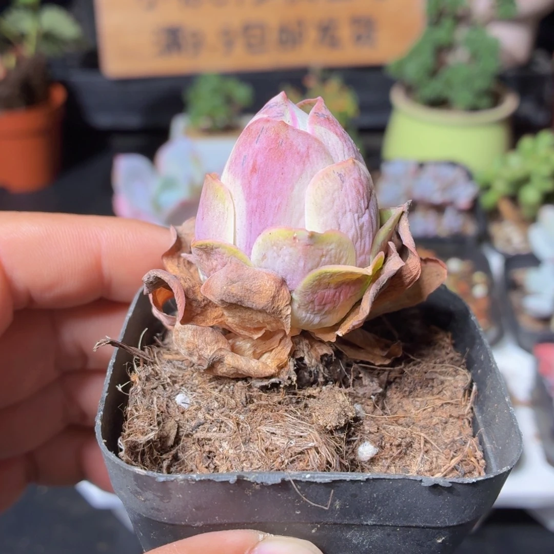 山地玫瑰多肉9.9包邮发货