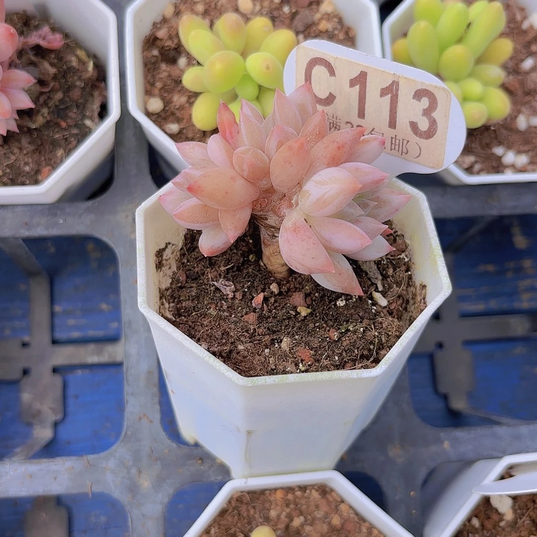 C113所罗门一物语拍