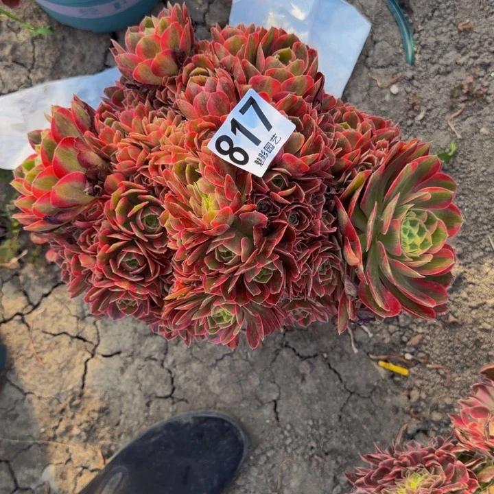 女妖花29-16包邮花花