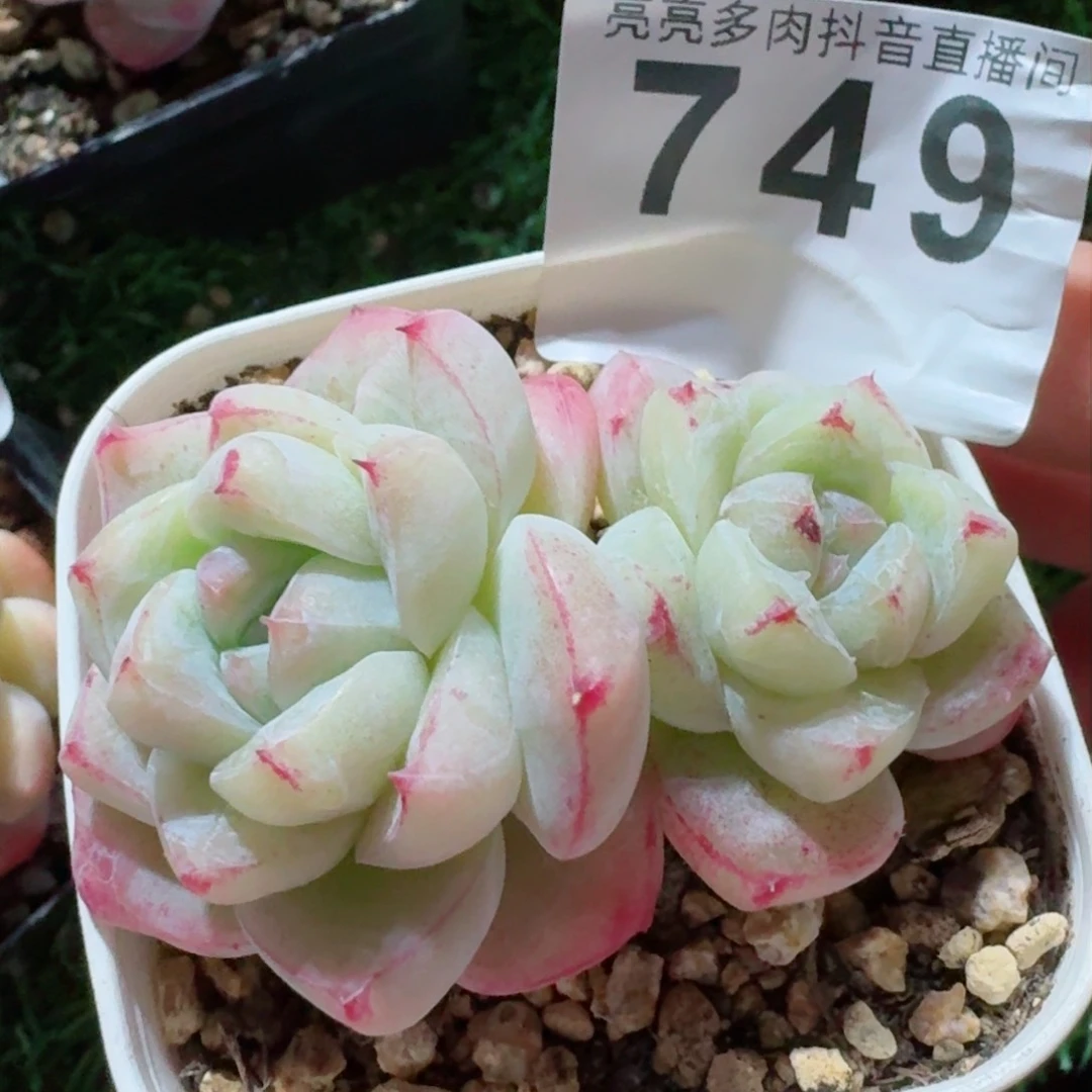 白泽         精品多肉