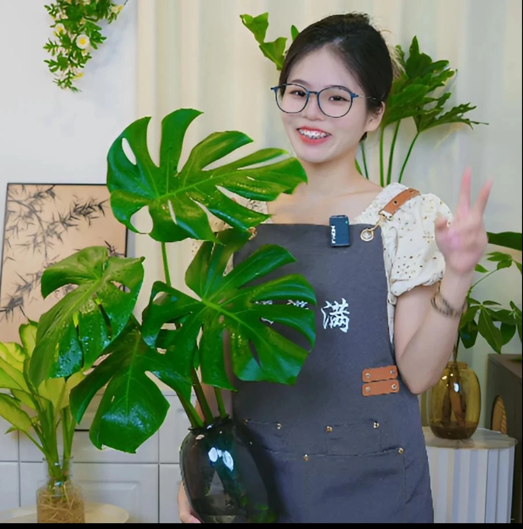 开背老桩龟背竹土水培盆栽北欧风大叶去甲醛绿植办公水培龟背竹