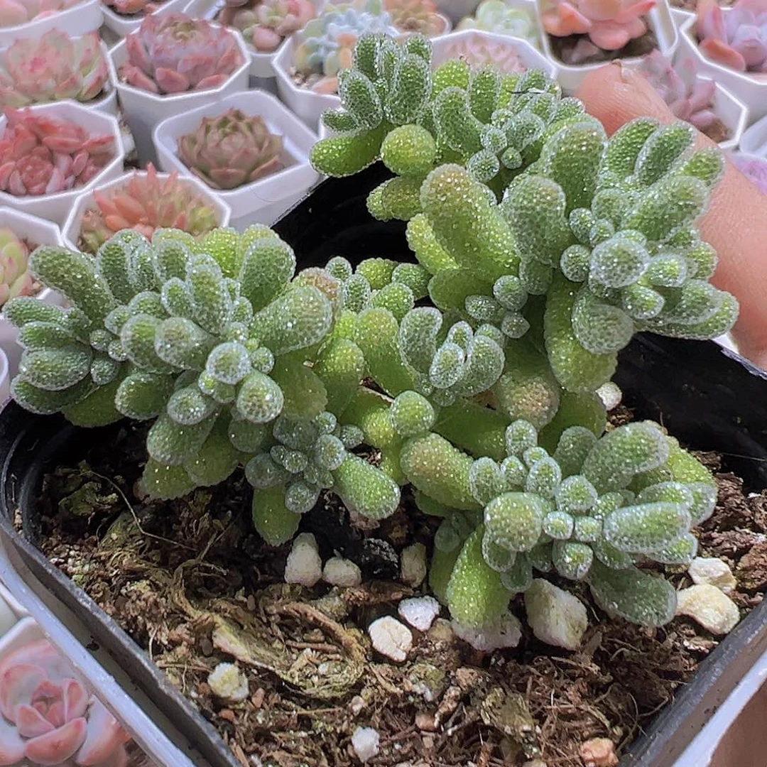 冰晶枝干19包邮多肉植物