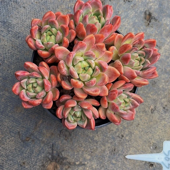 1***6丽娟花卉哈里宝贝
