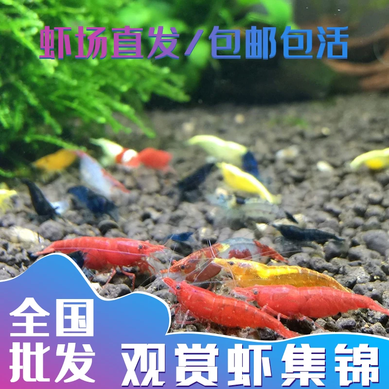 观赏虾冷水批发淡水除藻清洁虾樱花水草缸繁殖混养宠物虾黑壳工具