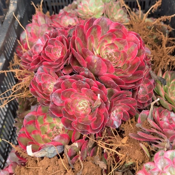 赤子心啊啊啊啊啊啊