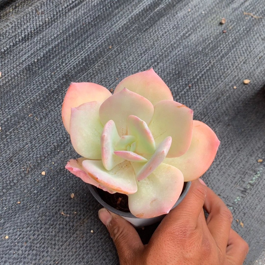 我们一起看电视的