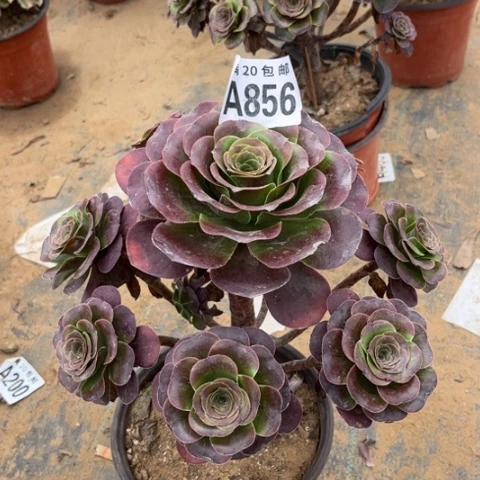 856枚金玫瑰不包断枝