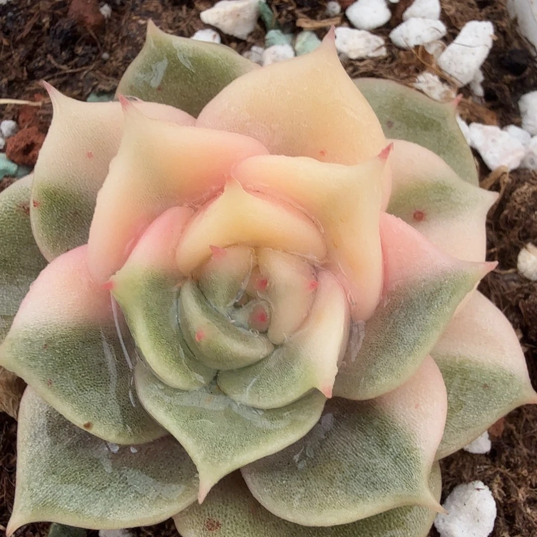 贝加尔湖锦，多肉植物