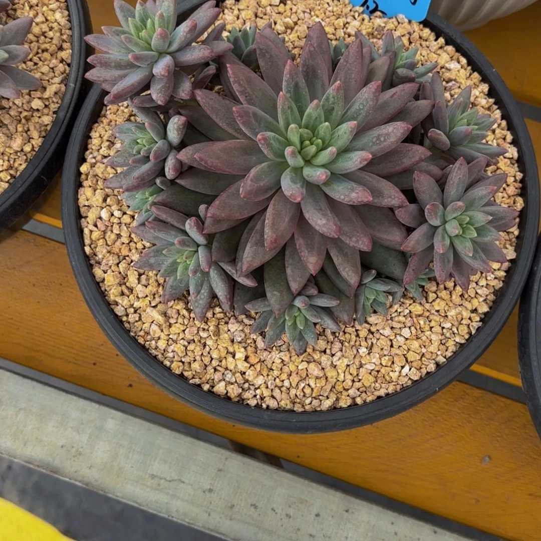 小小弟精品多肉红蜻蜓