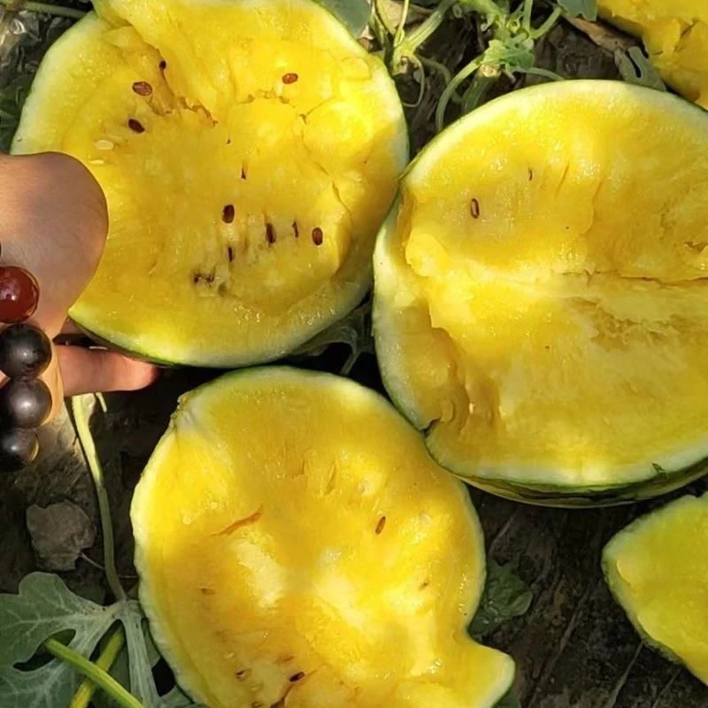 冰激凌黄心西瓜一箱四个带箱10-11斤江苏省