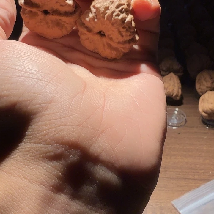 野***）核桃蛤蟆的眼睛是真的好看