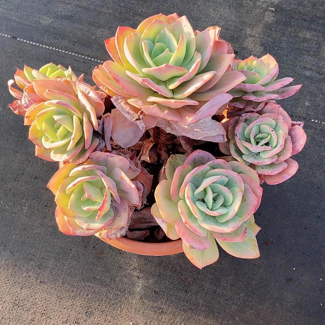 ～***～多肉植物雪凤
